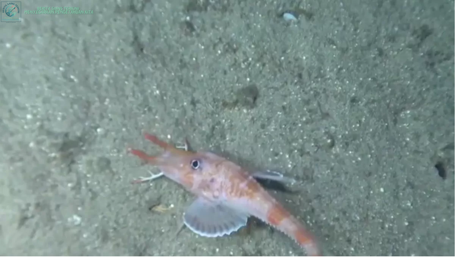 Ikan moonwalk Scalicus engyceros berjalan mundur di dasar Laut China Selatan